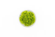 Pogostemon Deccanensis Tissue Culture Aquatic Plant - Buce Plant
