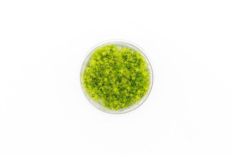 Pogostemon Deccanensis Tissue Culture Aquatic Plant - Buce Plant