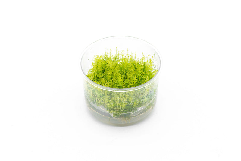 Pogostemon Deccanensis Tissue Culture Aquatic Plant - Buce Plant