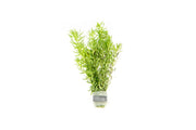 Healthy Pogostemon Erectus aquatic plant from IS, featuring lush green, upright stems ideal for freshwater aquariums.
