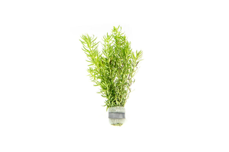 Healthy Pogostemon Erectus aquatic plant from IS, featuring lush green, upright stems ideal for freshwater aquariums.