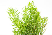 Healthy Pogostemon Erectus aquatic plant from IS, with vibrant green, upright stems ideal for freshwater aquariums.