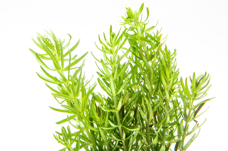 Healthy Pogostemon Erectus aquatic plant from IS, with vibrant green, upright stems ideal for freshwater aquariums.