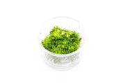 Pogostemon Erectus UNS Tissue Culture Aquatic Plant - Buce Plant