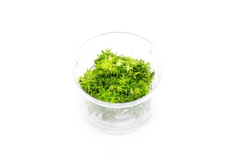 Pogostemon Erectus UNS Tissue Culture Aquatic Plant - Buce Plant