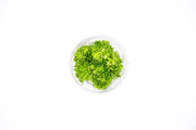 Pogostemon Erectus UNS Tissue Culture Aquatic Plant - Buce Plant