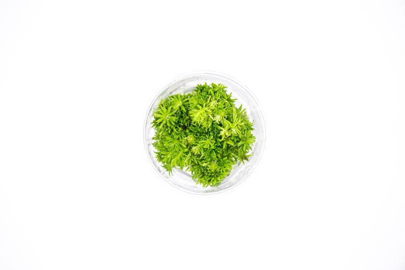 Pogostemon Erectus UNS Tissue Culture Aquatic Plant - Buce Plant