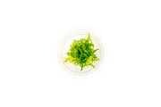 Pogostemon Erectus Tissue Culture - Small Cup Aquatic Plant - Buce Plant