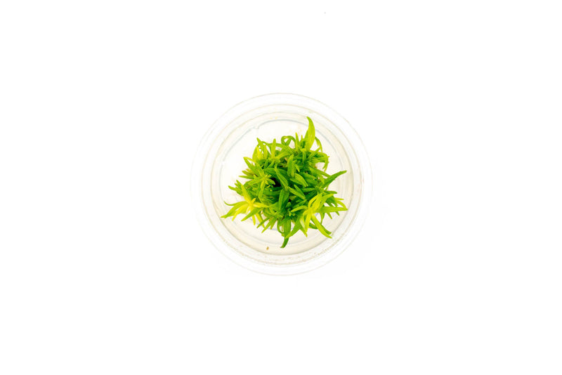 Pogostemon Erectus Tissue Culture - Small Cup Aquatic Plant - Buce Plant