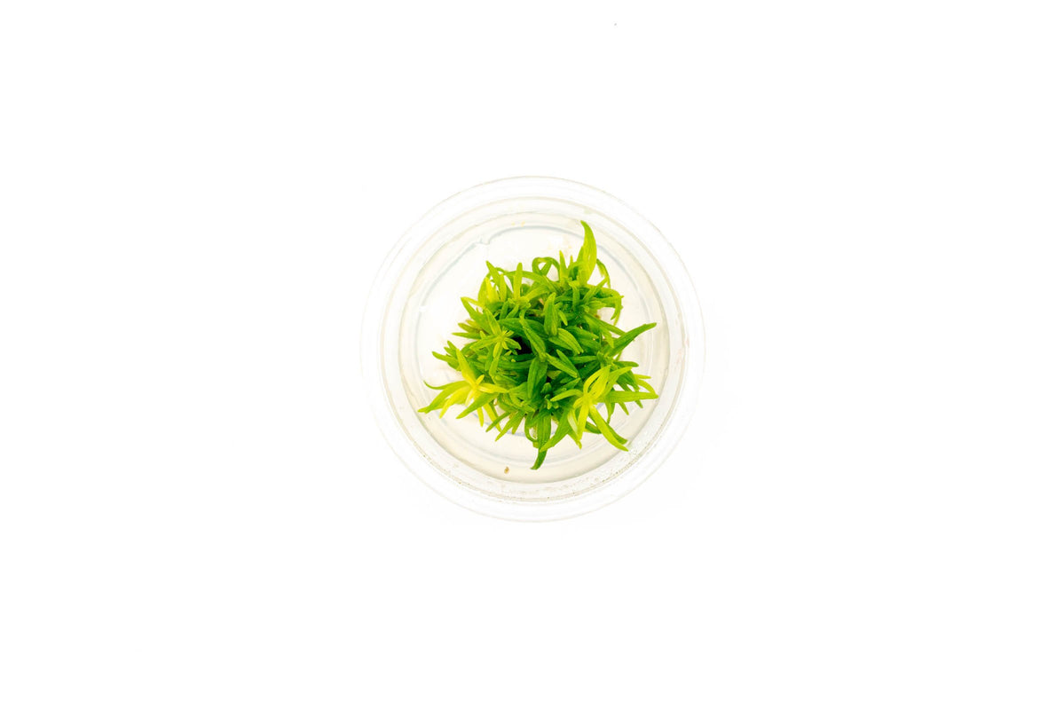 Pogostemon Erectus Tissue Culture Aquarium Plant — Buce Plant