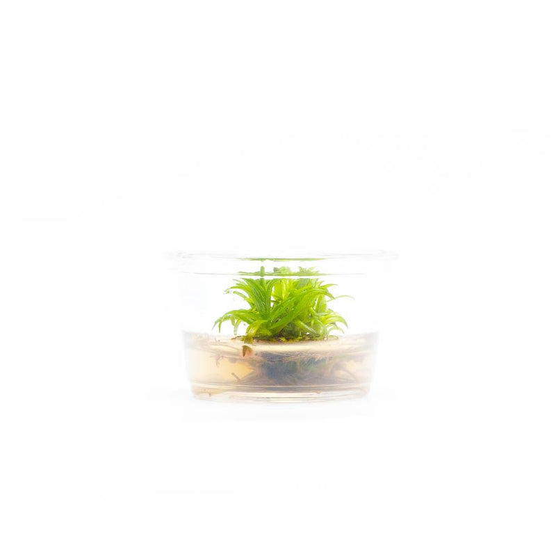 Pogostemon Erectus Tissue Culture - Small Cup Aquatic Plant - Buce Plant
