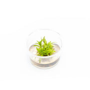 Pogostemon Erectus Tissue Culture - Small Cup Aquatic Plant - Buce Plant