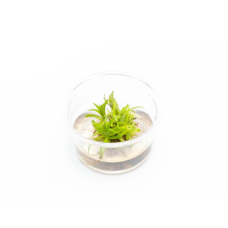 Pogostemon Erectus Tissue Culture - Small Cup Aquatic Plant - Buce Plant