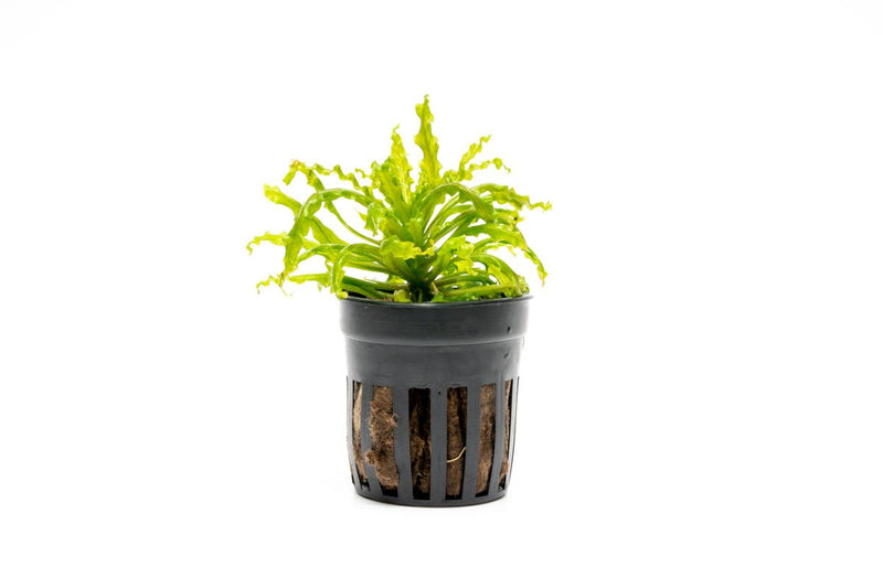 Pogostemon Helferi 'Downoi' aquatic plant from IS, showcasing lush green, compact leaves ideal for freshwater aquariums.