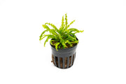 Pogostemon Helferi 'Downoi' aquatic plant from IS, showing lush green, compact foliage ideal for freshwater aquariums.