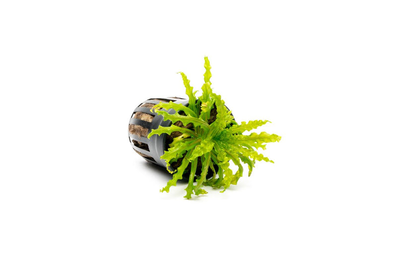 Healthy Pogostemon Helferi 'Downoi' aquatic plant with lush green leaves, ideal for freshwater aquariums, by IS.