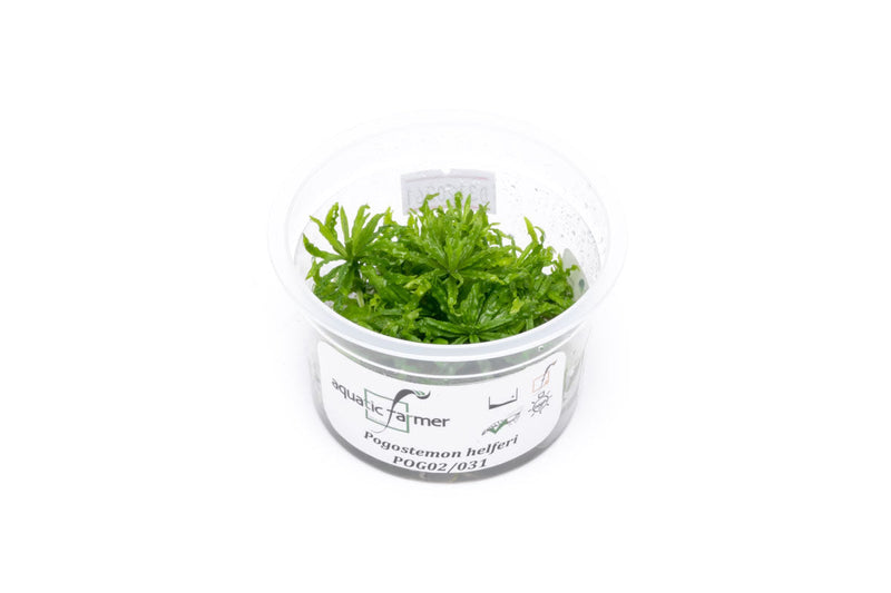 Pogostemon Helferi 'Downoi' Aquatic Farmer Tissue Culture Aquatic Plant - Buce Plant