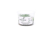 Pogostemon Helferi 'Downoi' Aquatic Farmer Tissue Culture Aquatic Plant - Buce Plant