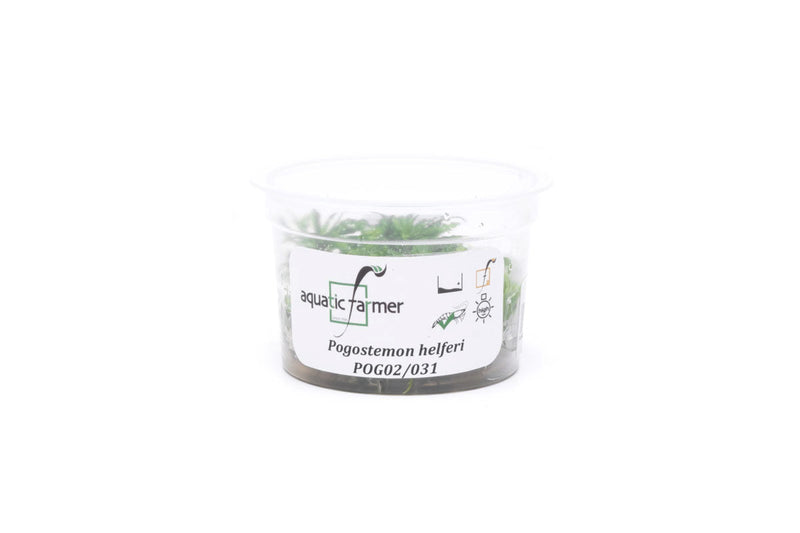 Pogostemon Helferi 'Downoi' Aquatic Farmer Tissue Culture Aquatic Plant - Buce Plant