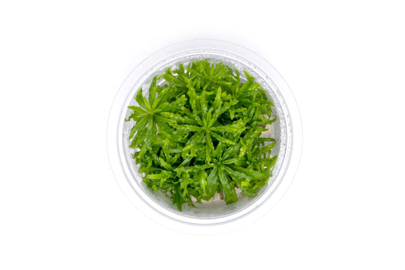 Pogostemon Helferi 'Downoi' Aquatic Farmer Tissue Culture Aquatic Plant - Buce Plant