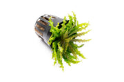 Red Pogostemon Helferi Downoi aquatic plant by CPA, showing vibrant green and red foliage suitable for freshwater aquariums.