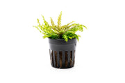 Red Pogostemon Helferi Downoi aquatic plant from CPA, showing vibrant red and green leaves suitable for freshwater aquariums.