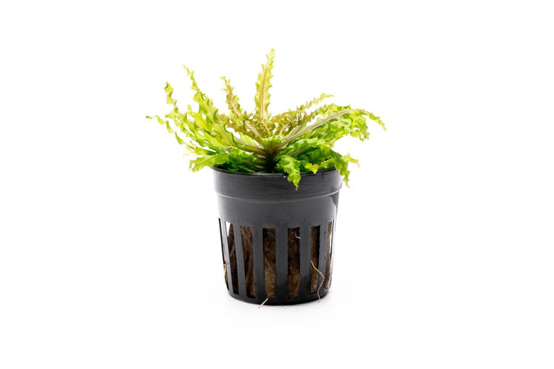 Red Pogostemon Helferi Downoi aquatic plant from CPA, showing vibrant red and green leaves suitable for freshwater aquariums.
