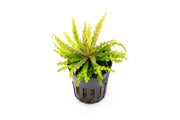 Red Pogostemon Helferi Downoi aquatic plant by CPA with vibrant red leaves and lush green foliage for freshwater aquariums.