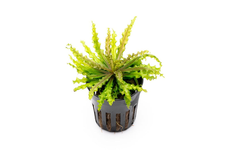 Red Pogostemon Helferi Downoi aquatic plant by CPA with vibrant red leaves and lush green foliage for freshwater aquariums.