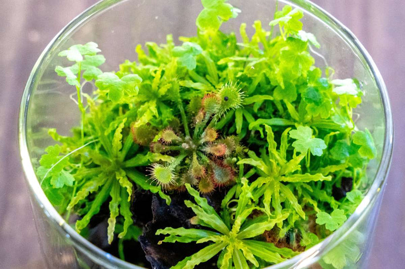 Pogostemon Helferi 'Downoi' UNS Tissue Culture Aquatic Plant - Buce Plant
