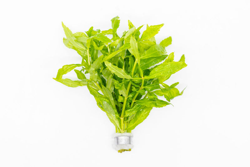 Healthy Pogostemon Sampsonii aquatic plant from CPA with bright green, bushy foliage ideal for freshwater aquariums.
