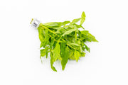 Healthy Pogostemon Sampsonii aquatic plant from CPA with vibrant green, finely textured leaves suitable for freshwater aquariums.