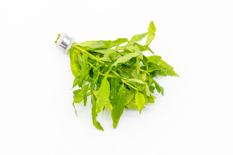 Healthy Pogostemon Sampsonii aquatic plant from CPA with vibrant green, finely textured leaves suitable for freshwater aquariums.