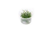 Pogostemon Stellatus Dassen Tissue Culture Aquatic Plant - Buce Plant
