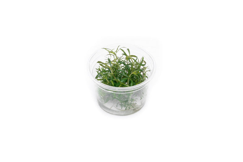 Pogostemon Stellatus Dassen Tissue Culture Aquatic Plant - Buce Plant
