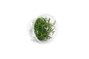 Pogostemon Stellatus Dassen Tissue Culture Aquatic Plant - Buce Plant
