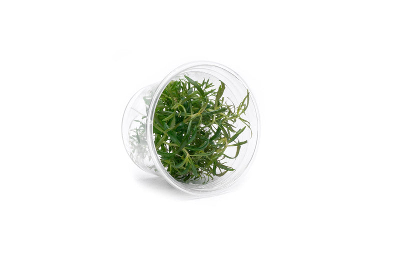 Pogostemon Stellatus Dassen Tissue Culture Aquatic Plant - Buce Plant