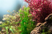 Healthy Potamogeton Crispus aquatic plant from IS, showcasing its vibrant green submerged leaves.