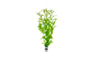Healthy Potamogeton Crispus aquatic plant from IS, showcasing lush green submerged stems and leaves suitable for freshwater aquariums.