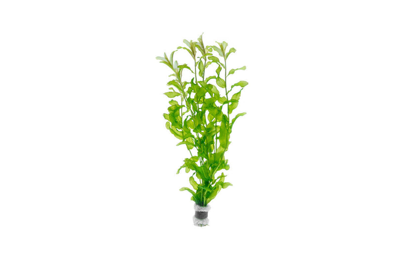 Healthy Potamogeton Crispus aquatic plant from IS, showcasing lush green submerged stems and leaves suitable for freshwater aquariums.