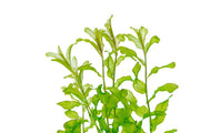 Healthy Potamogeton Crispus aquatic plant from IS, showcasing its vibrant green submerged leaves suitable for freshwater aquariums.