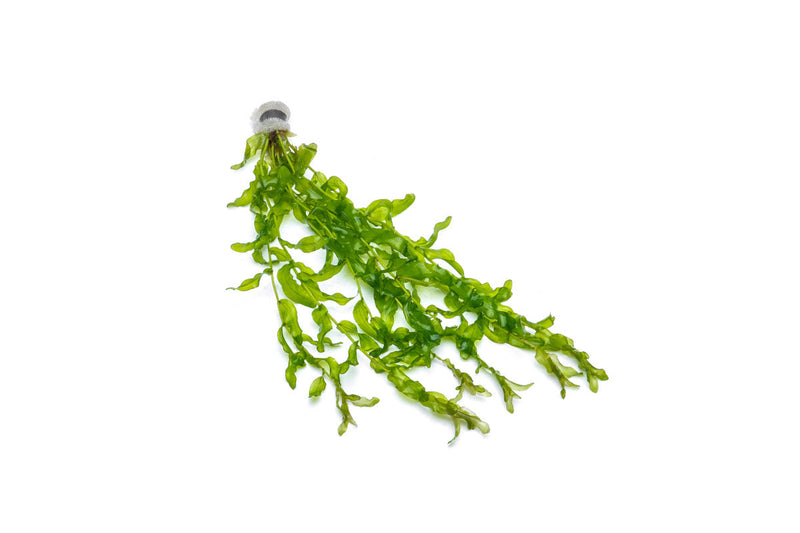 Healthy Potamogeton Crispus aquatic plant from IS, showcasing its vibrant green, submerged leaves ideal for freshwater aquariums.