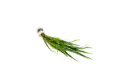 Healthy Potamogeton Gayi aquatic plant from IS, showing lush green submerged leaves ideal for freshwater aquariums.