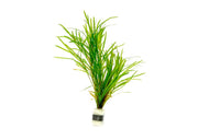 IS Potamogeton Gayi aquatic plant with long, slender green leaves ideal for freshwater aquariums and pond setups.