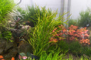 Aquatic Potamogeton Gayi plant from IS, featuring green submerged leaves ideal for freshwater aquariums and aquatic gardens.