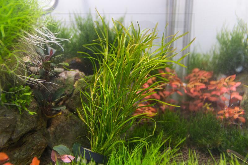Aquatic Potamogeton Gayi plant from IS, featuring green submerged leaves ideal for freshwater aquariums and aquatic gardens.