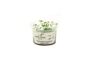 Proserpinaca Palustris Aquatic Farmer Tissue Culture Aquatic Plant - Buce Plant