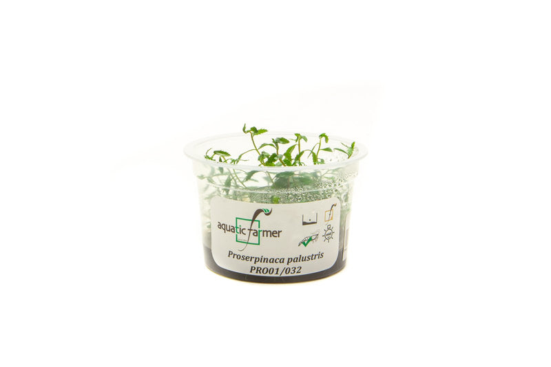 Proserpinaca Palustris Aquatic Farmer Tissue Culture Aquatic Plant - Buce Plant
