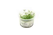 Proserpinaca Palustris Aquatic Farmer Tissue Culture Aquatic Plant - Buce Plant