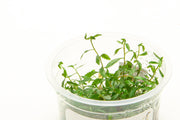 Proserpinaca Palustris Aquatic Farmer Tissue Culture Aquatic Plant - Buce Plant